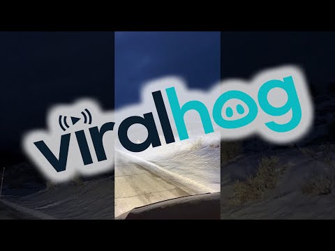 Pack of Wolves Hunting an Elk in Yellowstone || ViralHog