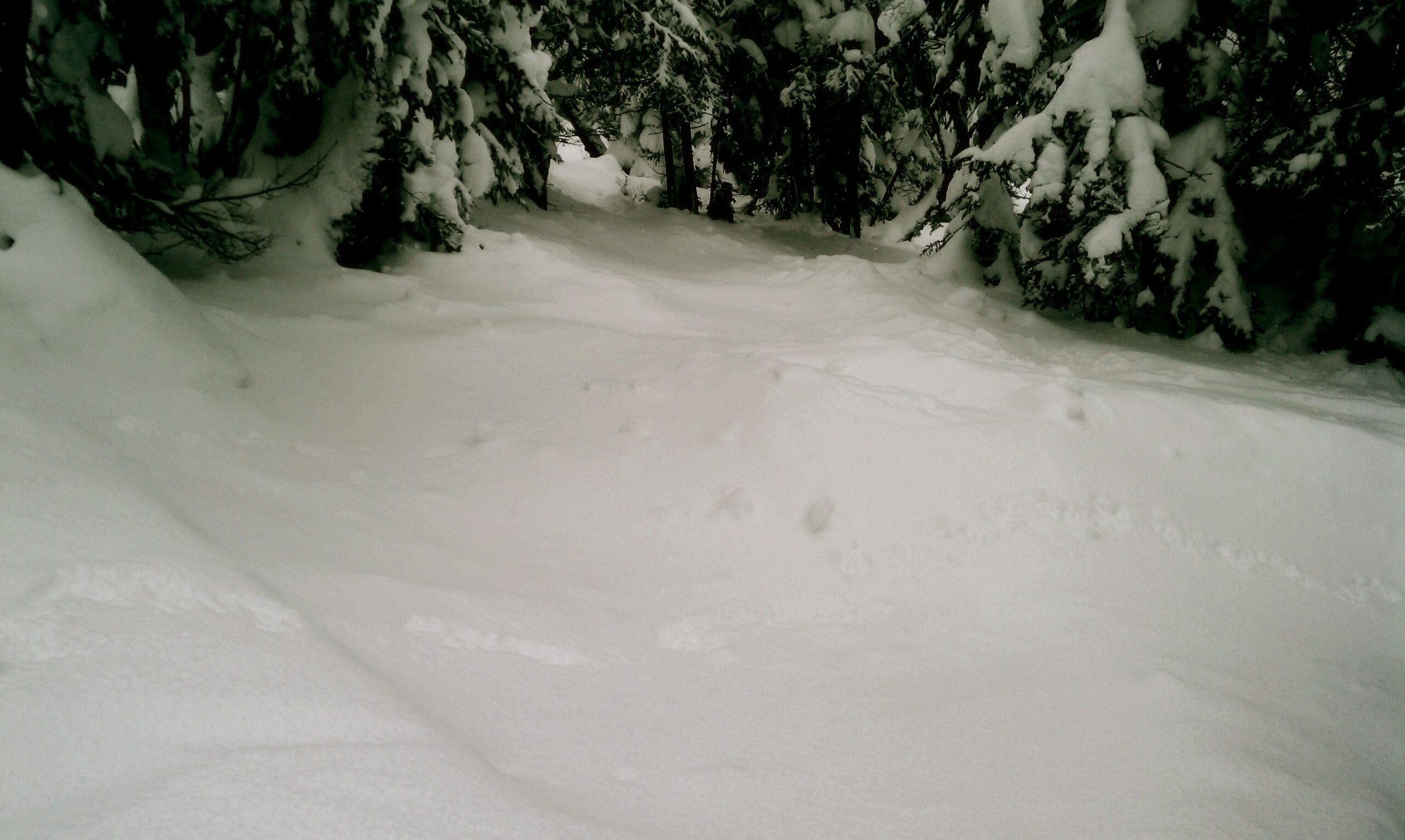 Freshies in the woods