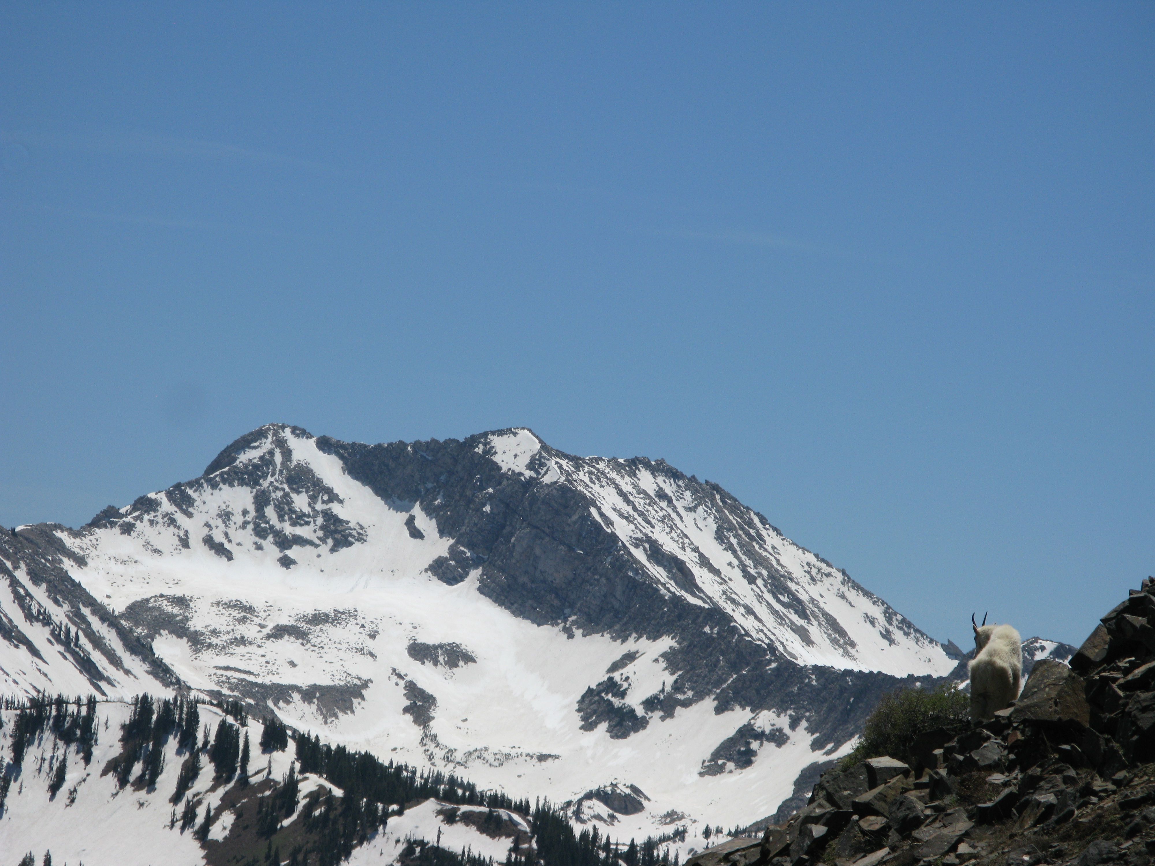 Mountain Goat on Mt Superior