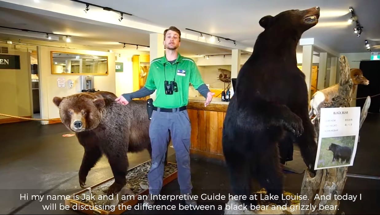 How To Tell The Difference Between Grizzly Bears And Black Bears ...