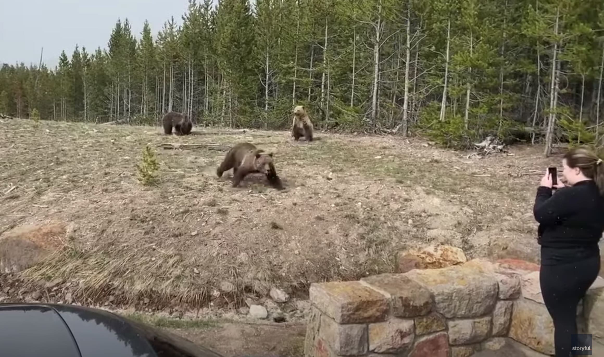 Yellowstone Grizzly Charges Clueless Tourist As She Films With Her ...