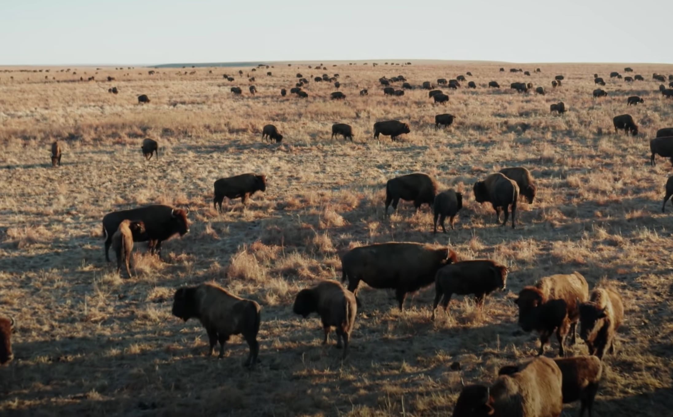 How Bison Are Helping Rebuild America's Lost Prairie Land - Unofficial ...