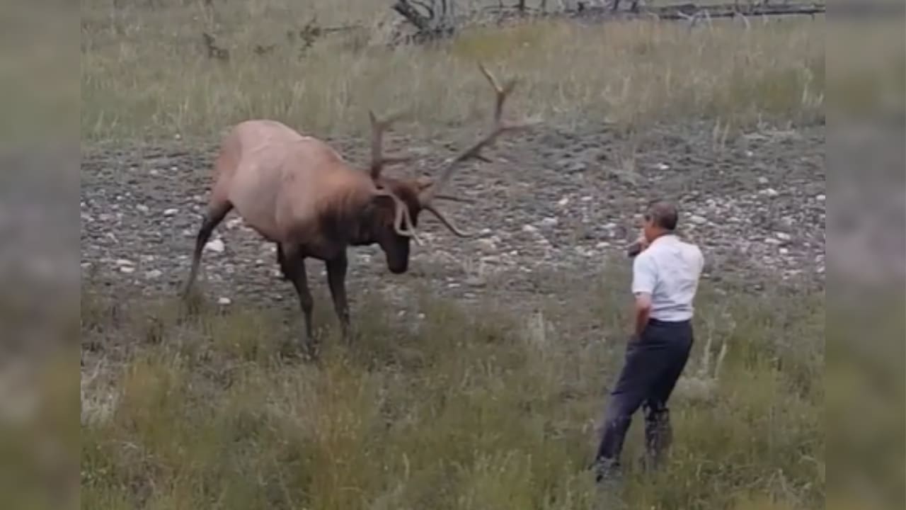 Oblivious Tourist Approaches Elk For Close Up Picture And Nearly Gets Trampled