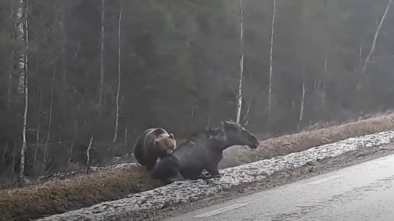 Видео медведи против. Медведь нападает на лося.