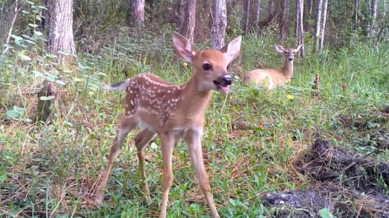 Deer Zoomies: Understanding the Playful Behavior of Fawns