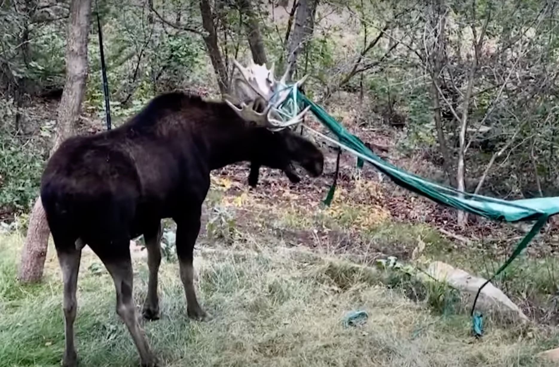 VIDEO: Park City Moose Rescued After Getting Tangled In Hammock ...