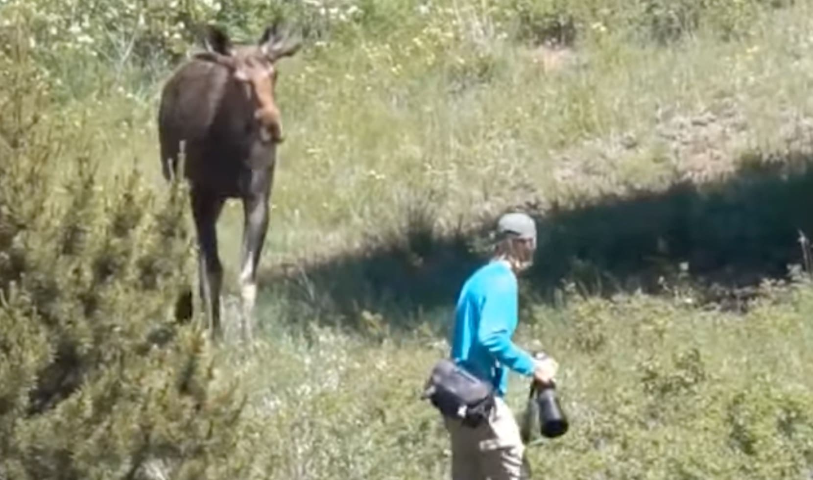 Moose Gets Within Feet of Estes Park Photographer - Unofficial Networks