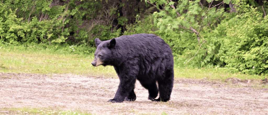 Black Bear in Alaska