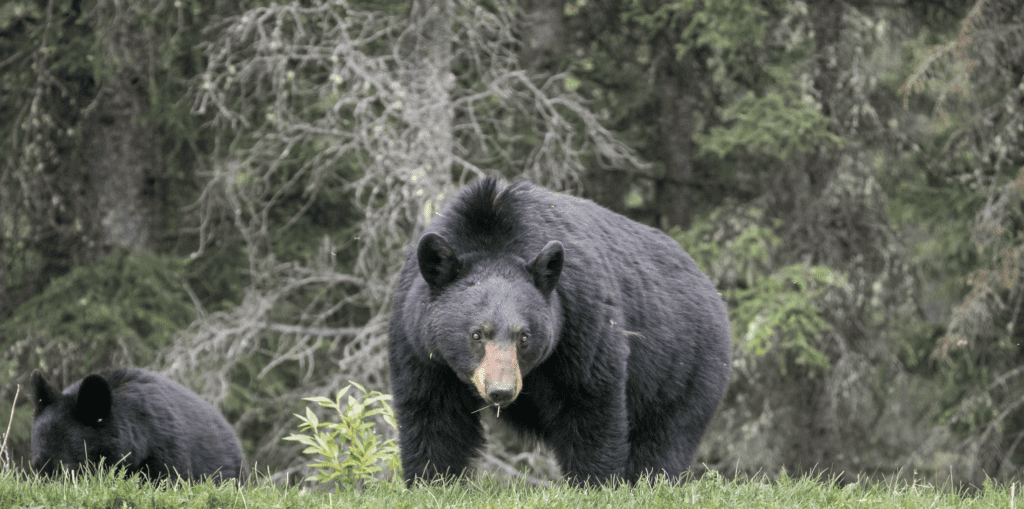 Black Bear in Miette Hotsprings, Canada