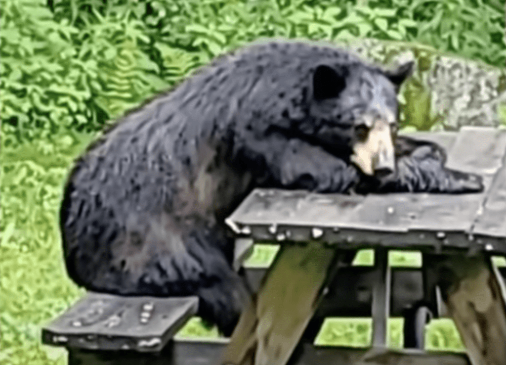 Black bear caught hanging out on a backyard picnic table