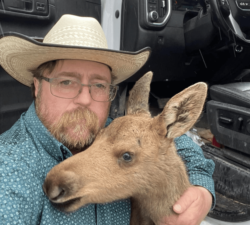 A B.C. man was fired after rescuing a moose calf