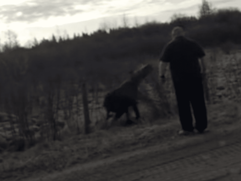 Moose Attacks Immediately After Being Freed From Entanglement