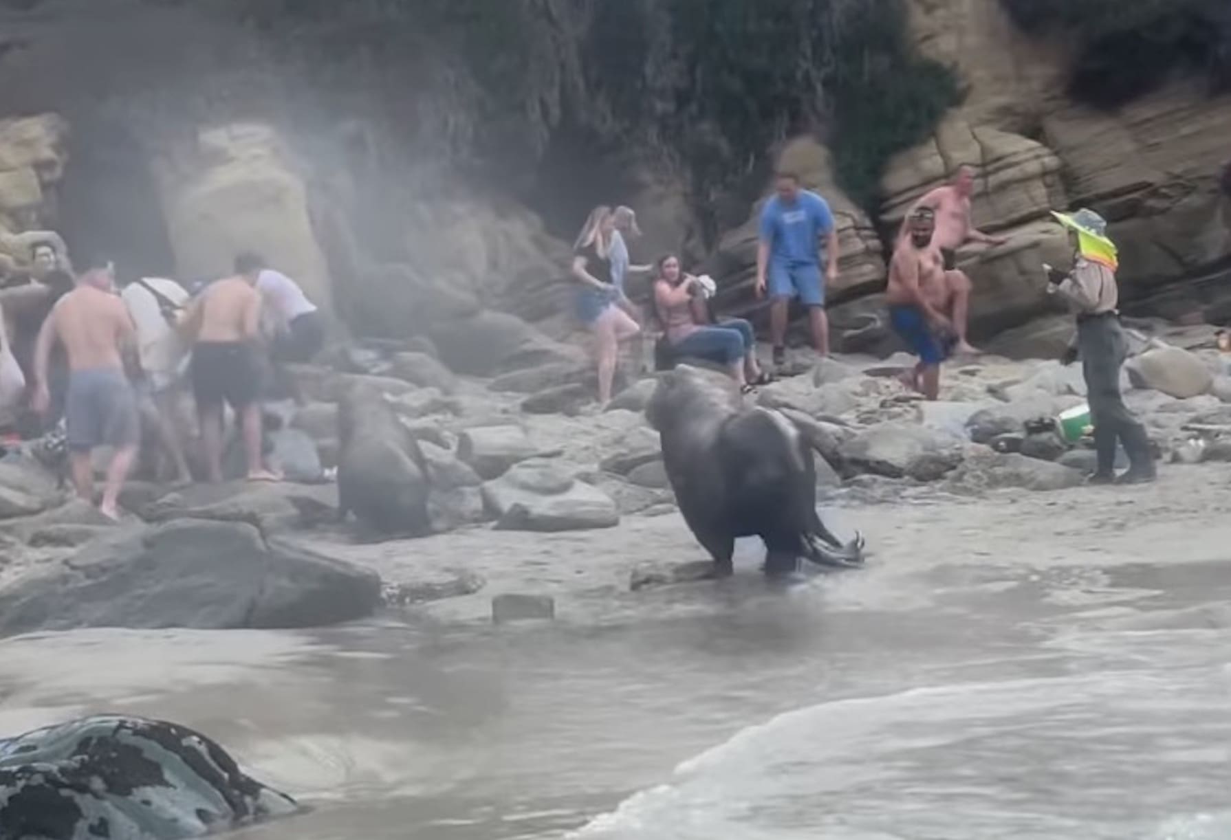 Video Shows Sea Lions Chase Beachgoers at La Jolla Cove in San Diego,  California