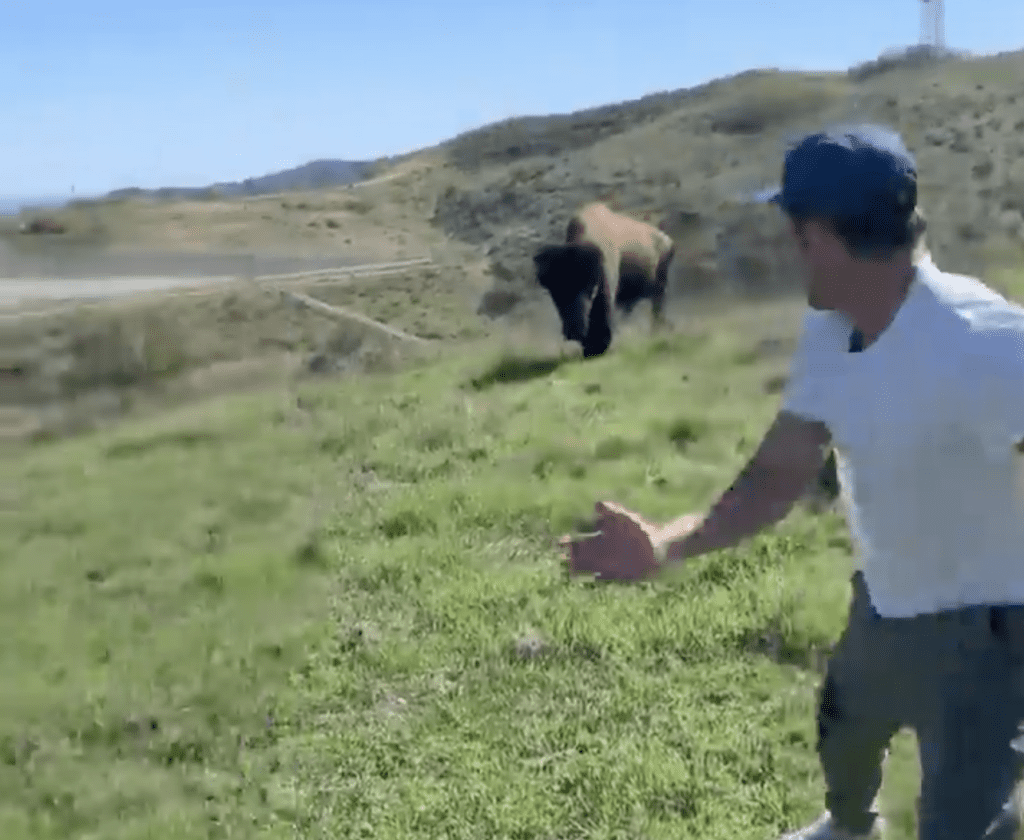 Zac Efron Nearly Charged By Bison On Catalina Island