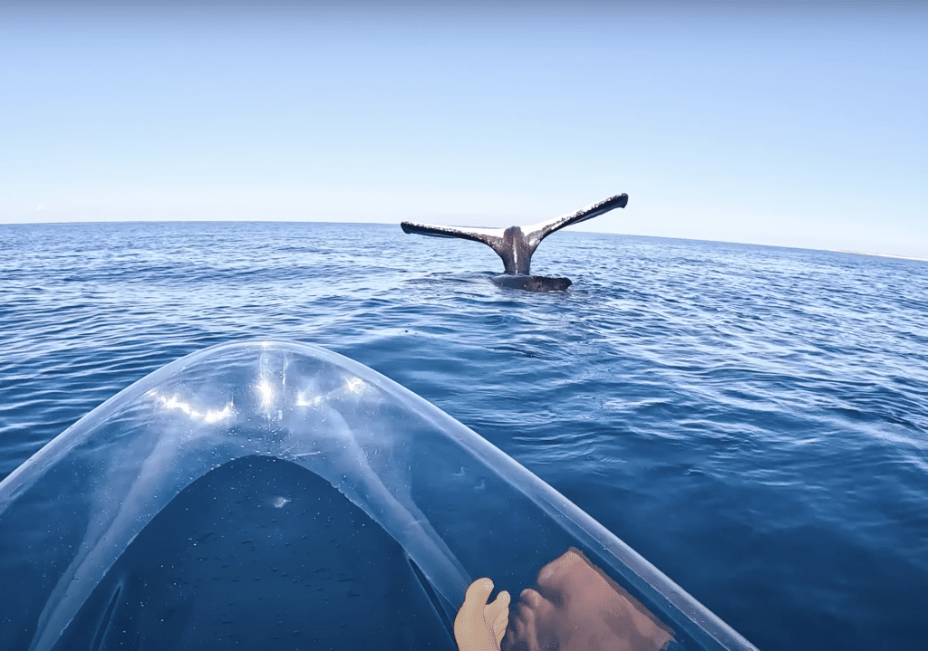 Rare "Tail Sailing" Whale Behavior Caught On Camera In A Transparent Kayak