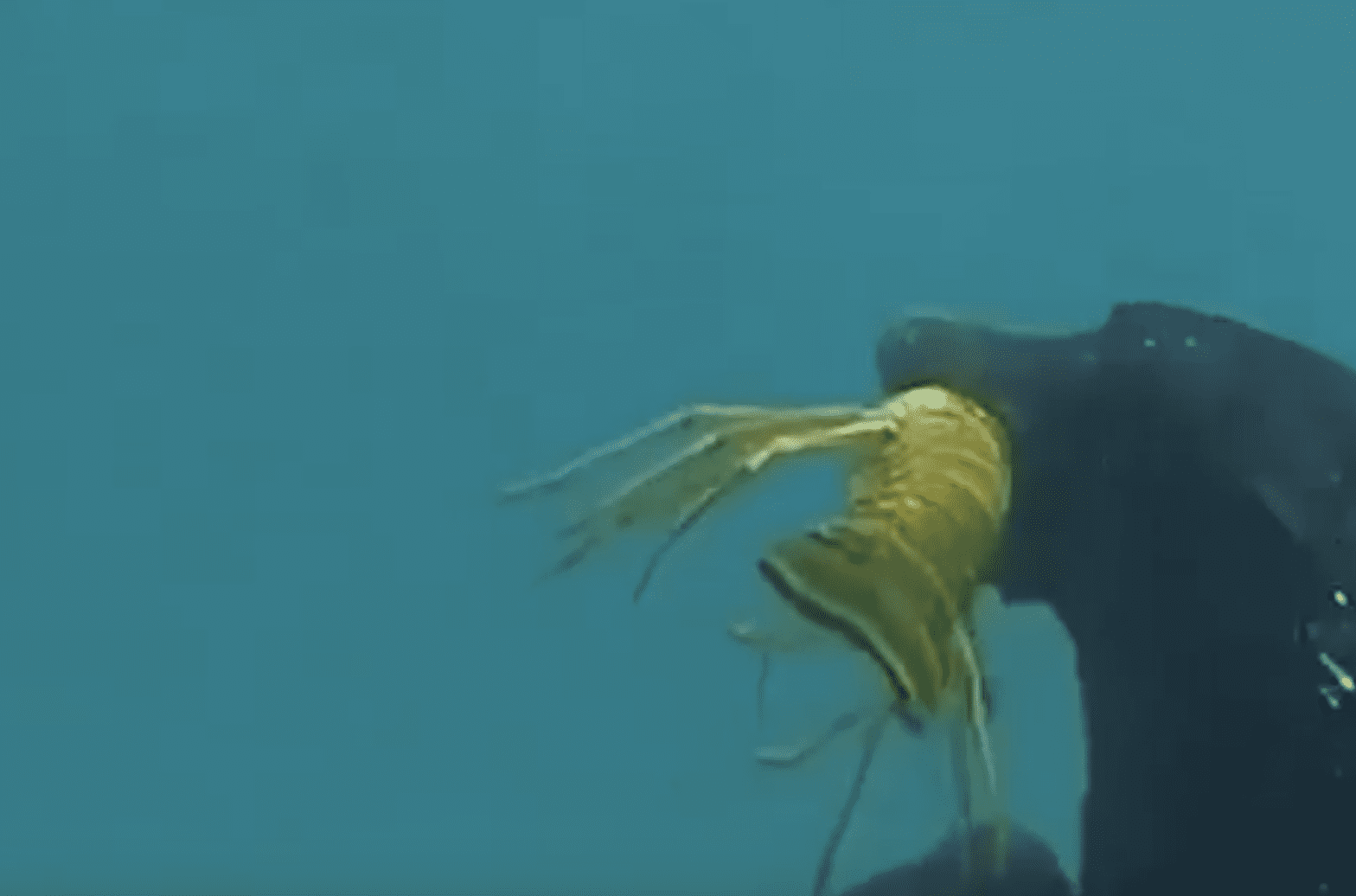 WATCH The 4ocean CEO Trained His Dog To Catch Lobsters