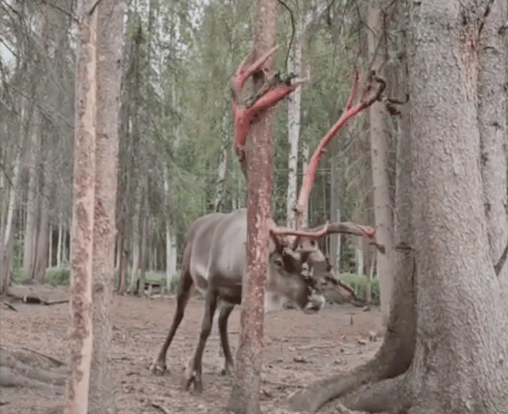 Reindeer Shedding Its Velvet Looks Incredibly Brutal