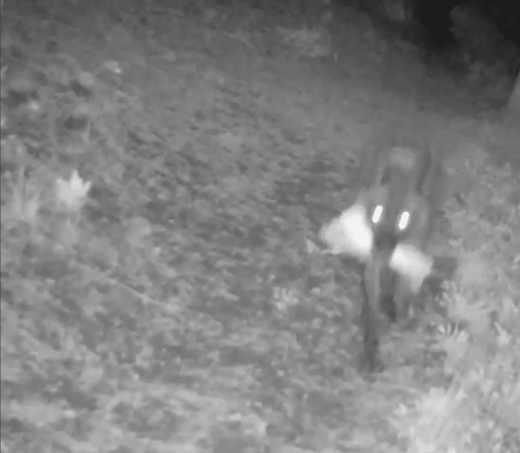 Yellowstone Wolves Bring "Toys" To Their Pups