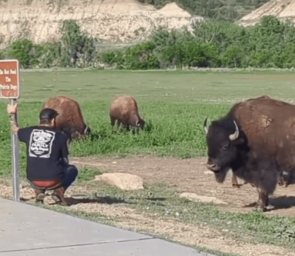 Tourist Gets Stupidly Close To Bison Herd