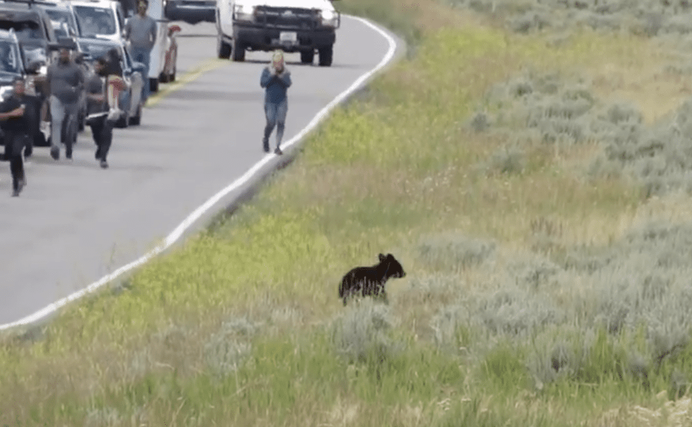 Tourists Sprint Towards Black Bear Family In Yellowstone National Park