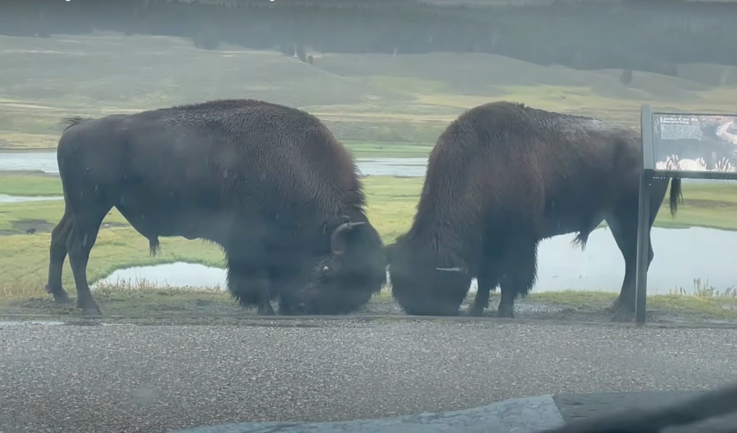 YELLOWSTONE: Rutting Bison Battle In The Rain - Unofficial Networks