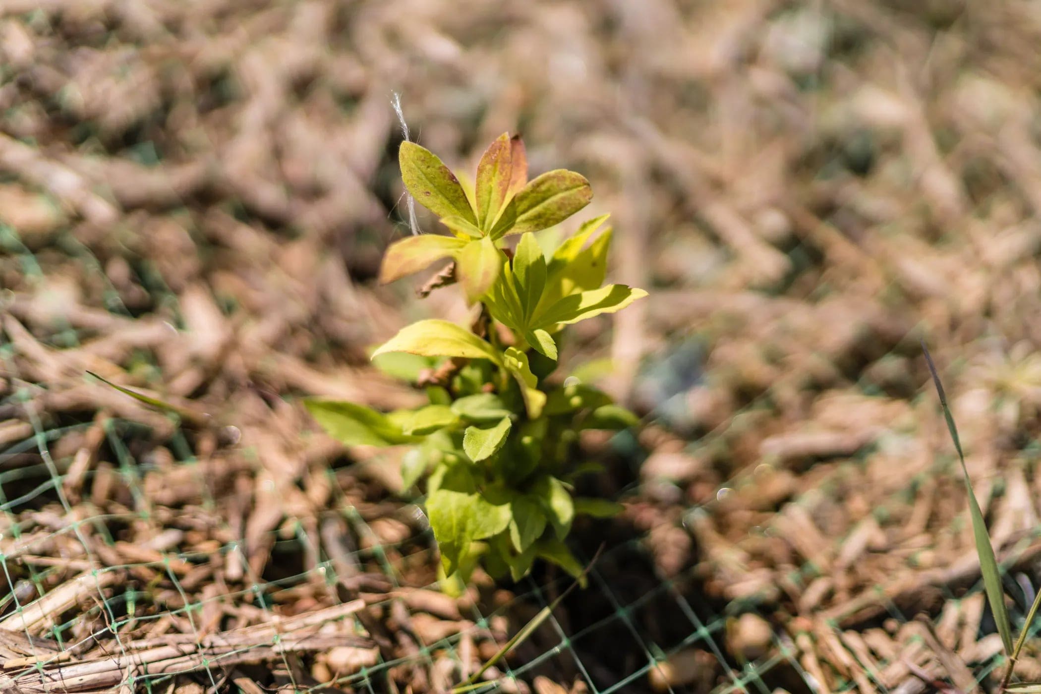 Alta Planted Over 13,000 Native Seedlings This Summer - Unofficial Networks