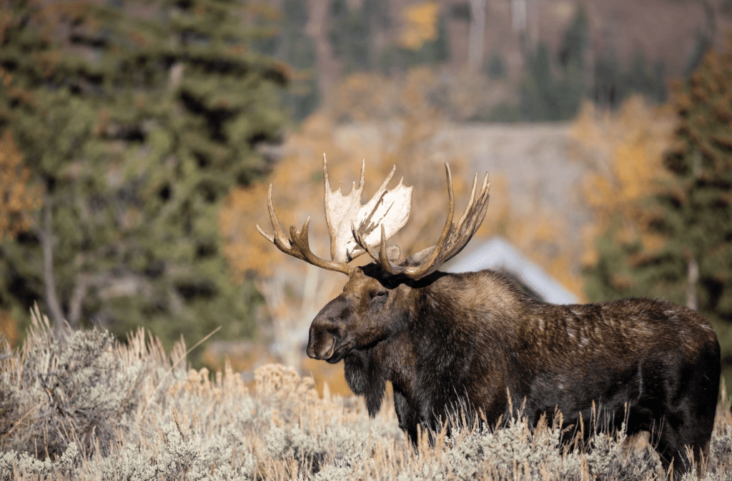 Hiker Trampled By Moose In Colorado Leads To Renewed CPW Warning