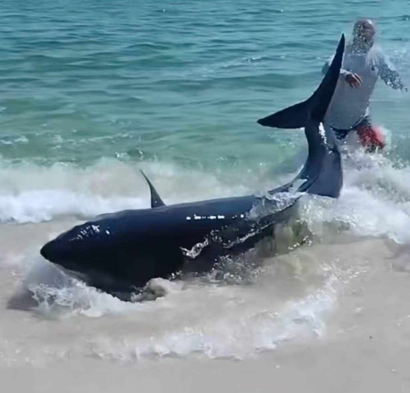 VIDOE: Florida Tourists Drag Massive Shark Back To Sea - Unofficial ...