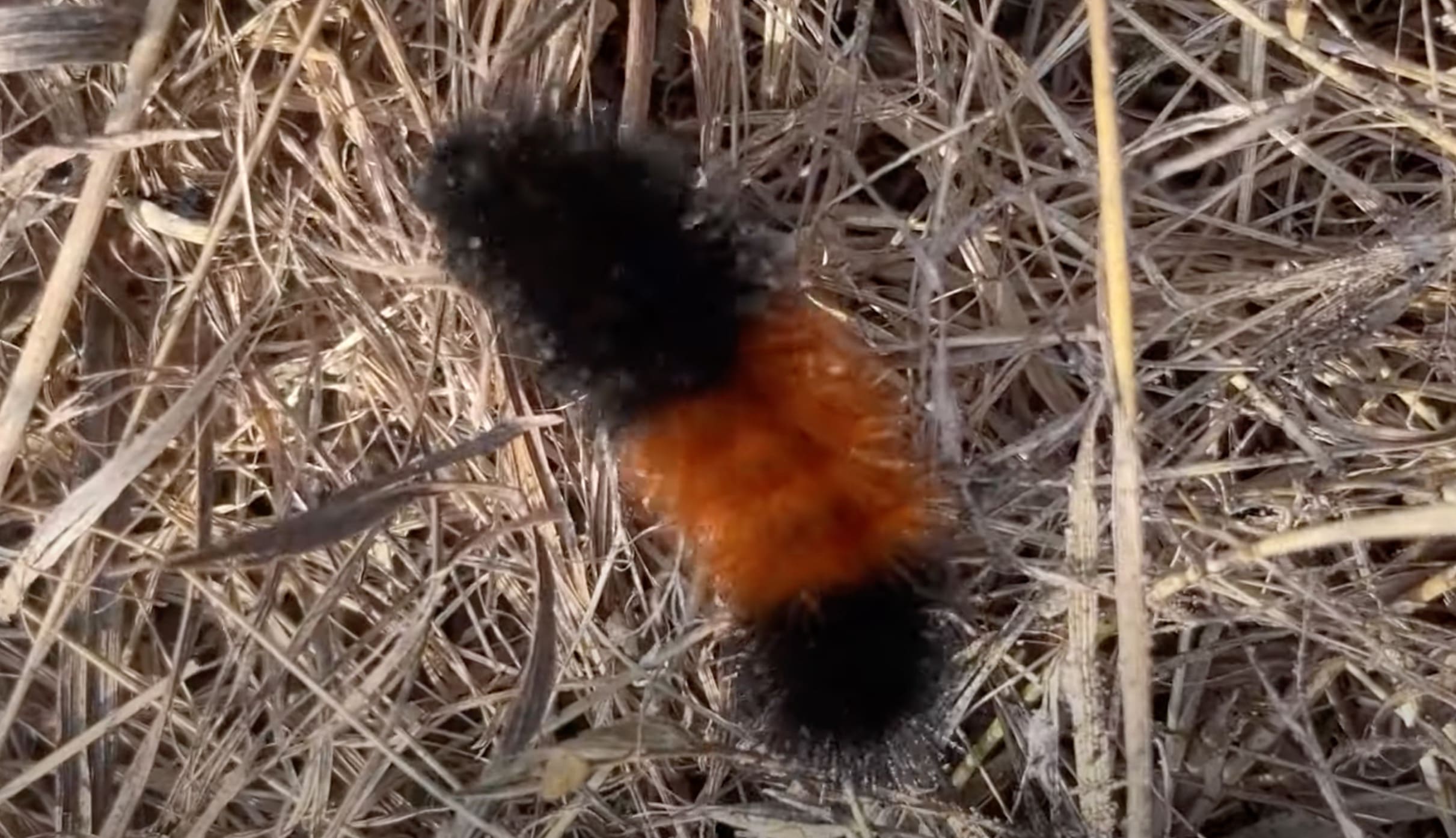 Can These Wooly Caterpillars Really Predict The Severity of Winter ...