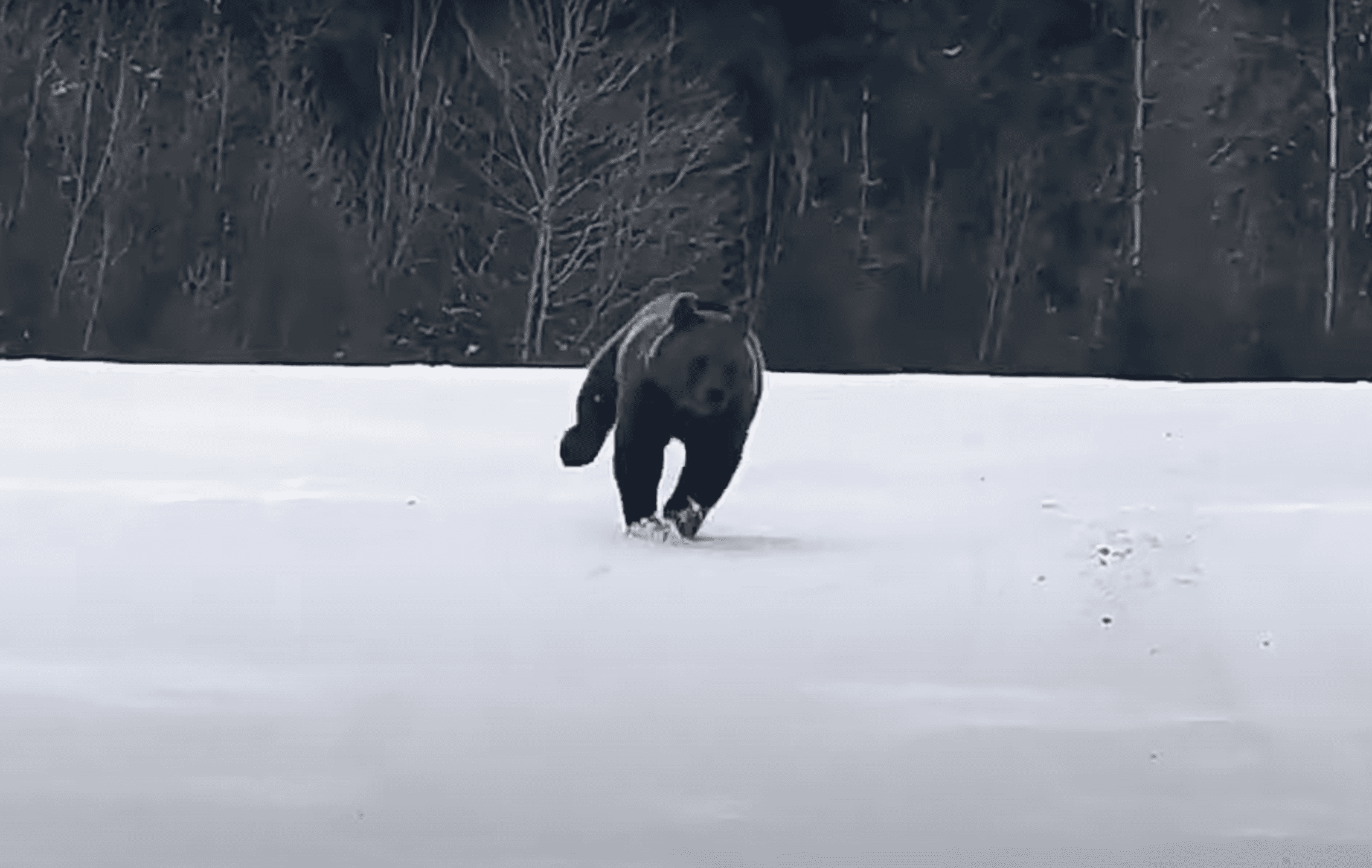 Snowboarder Almost Collides With Bear Cub @ Heavenly Ski Resort ...