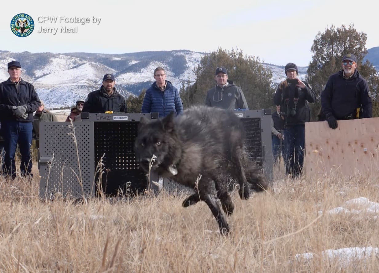 First Grey Wolves Reintroduced In Colorado 3 Years After Voter Approval ...