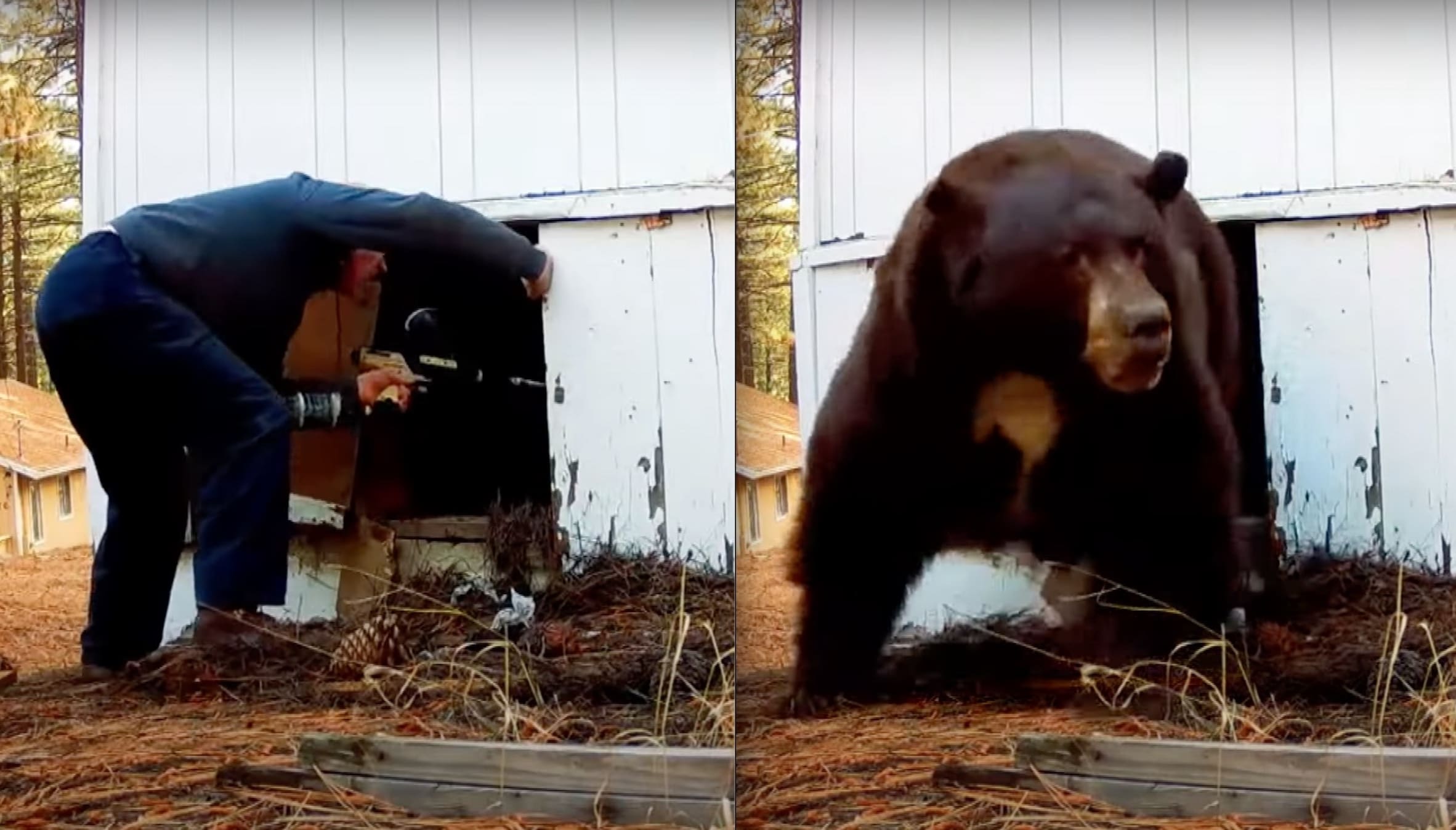 TAHOE 500lbs Bear Evicted From Crawlspace With Paintball Gun