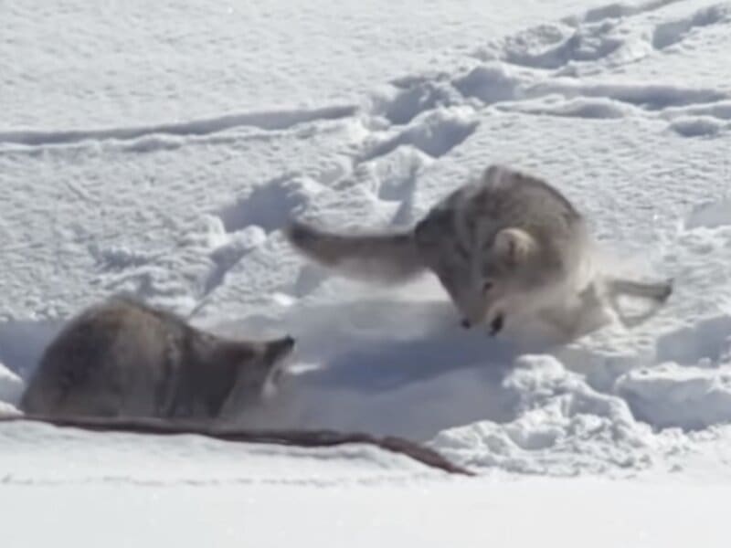 Coyotes fight over bison @ Yellowstone National Park