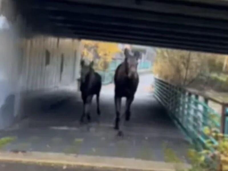 Moose chases biker
