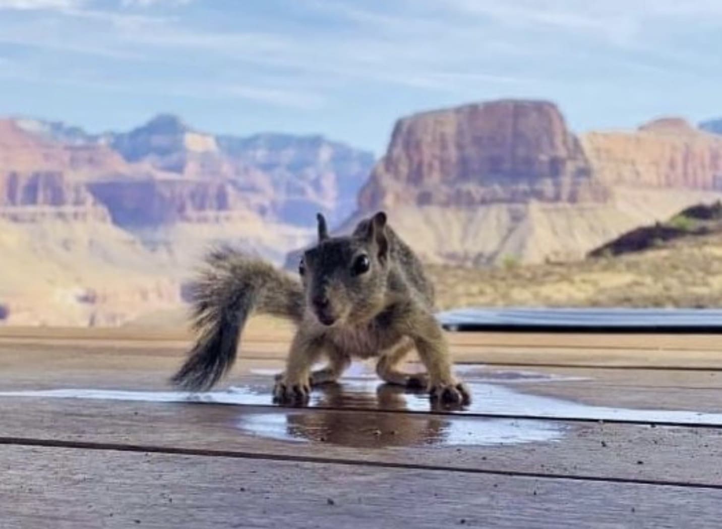 National Parks Service Hilarious Squirrel Safety PSA - Unofficial Networks