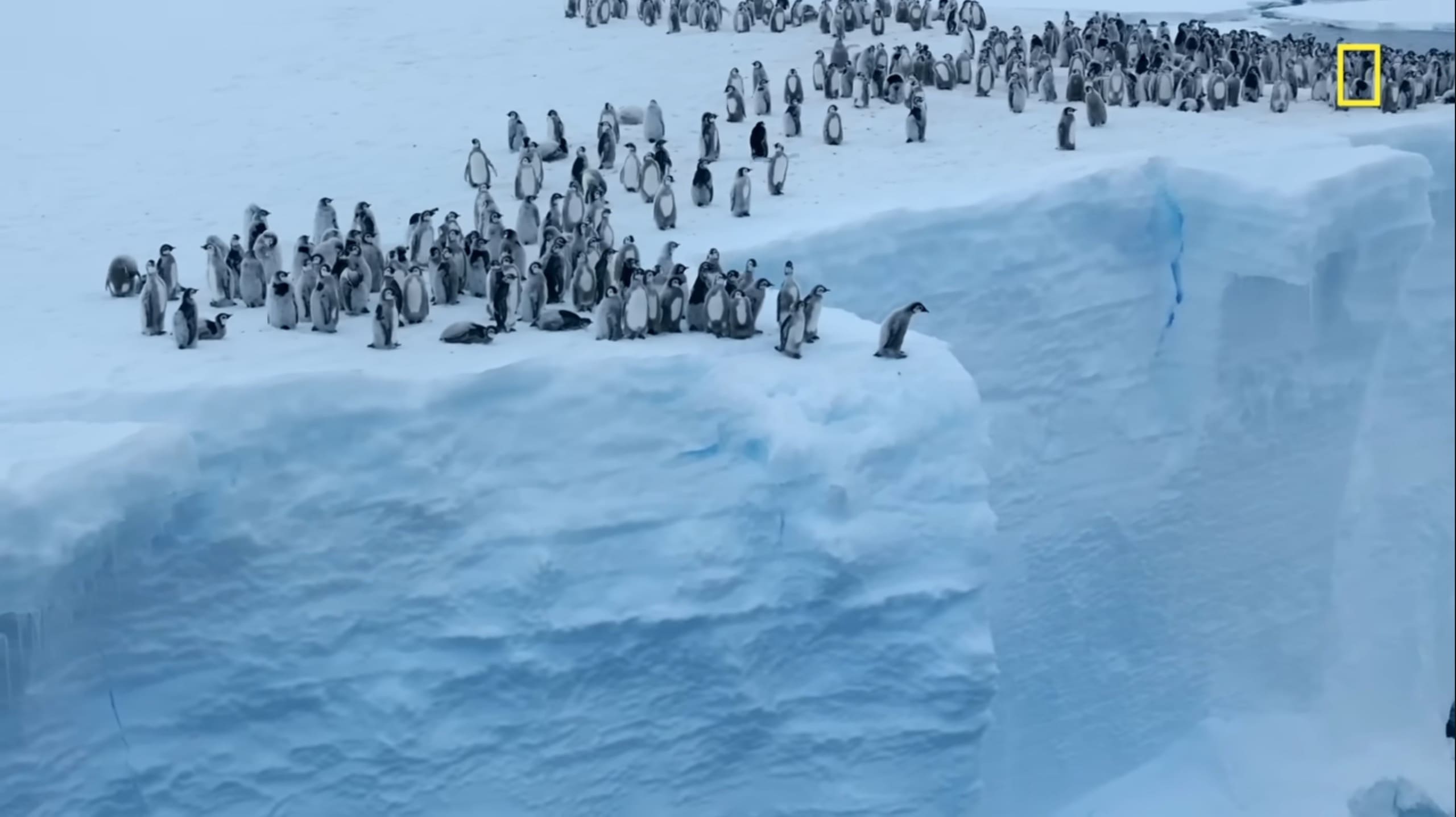 Watch: Emperor Penguin Chicks Cliff Jump Off 50-foot Cliff in ...