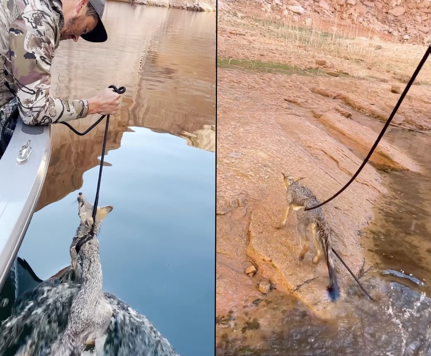 Utah Wildlife Officers Rescue Struggling Fox From Lake Powell ...