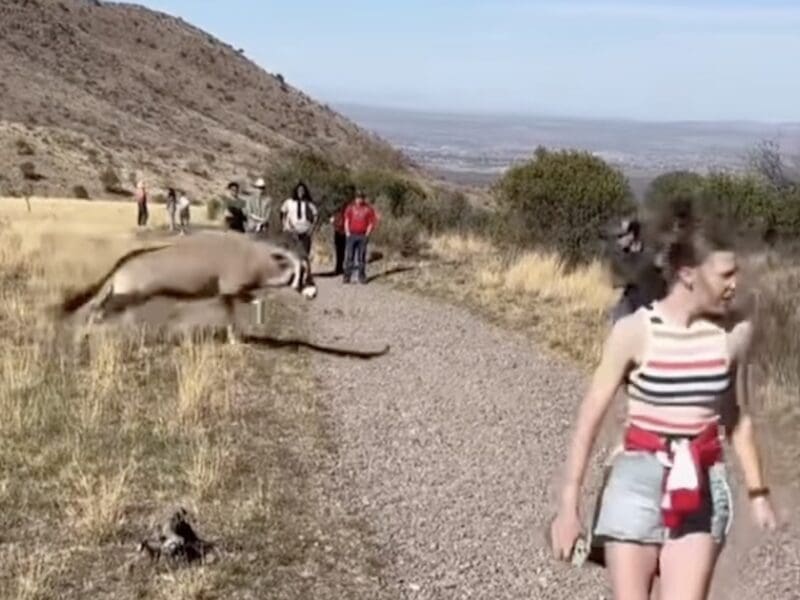 Oryx attack New Mexico