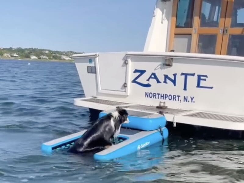 Inflatable Dog Ramp