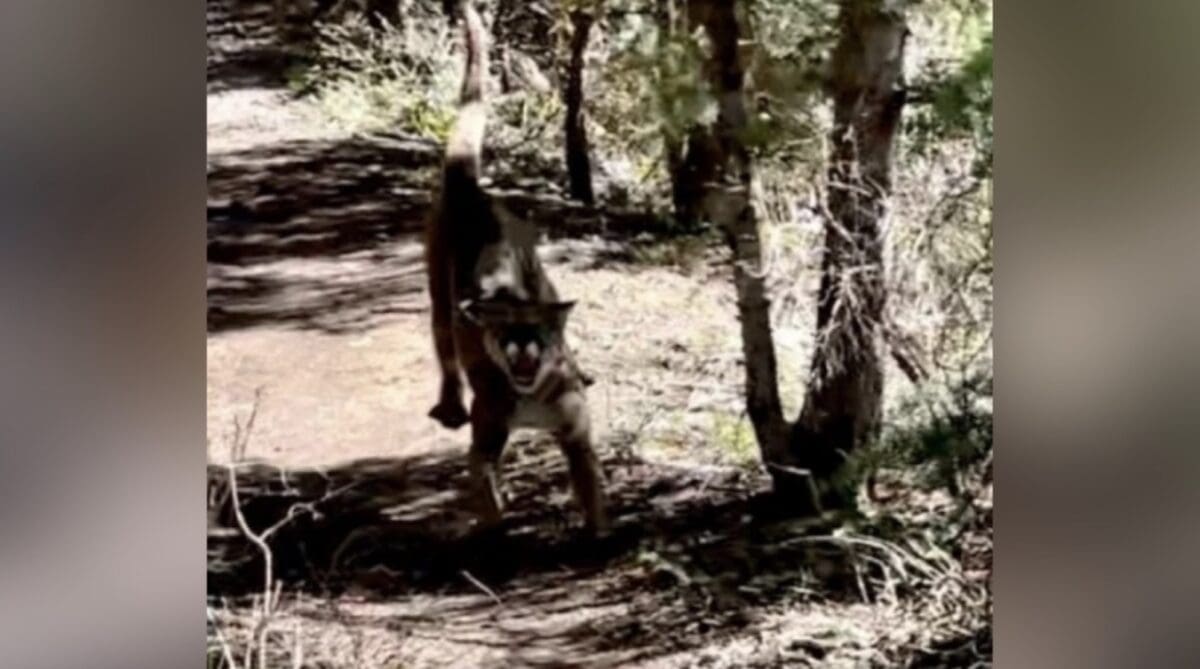 Cougar hiker encounter Utah.