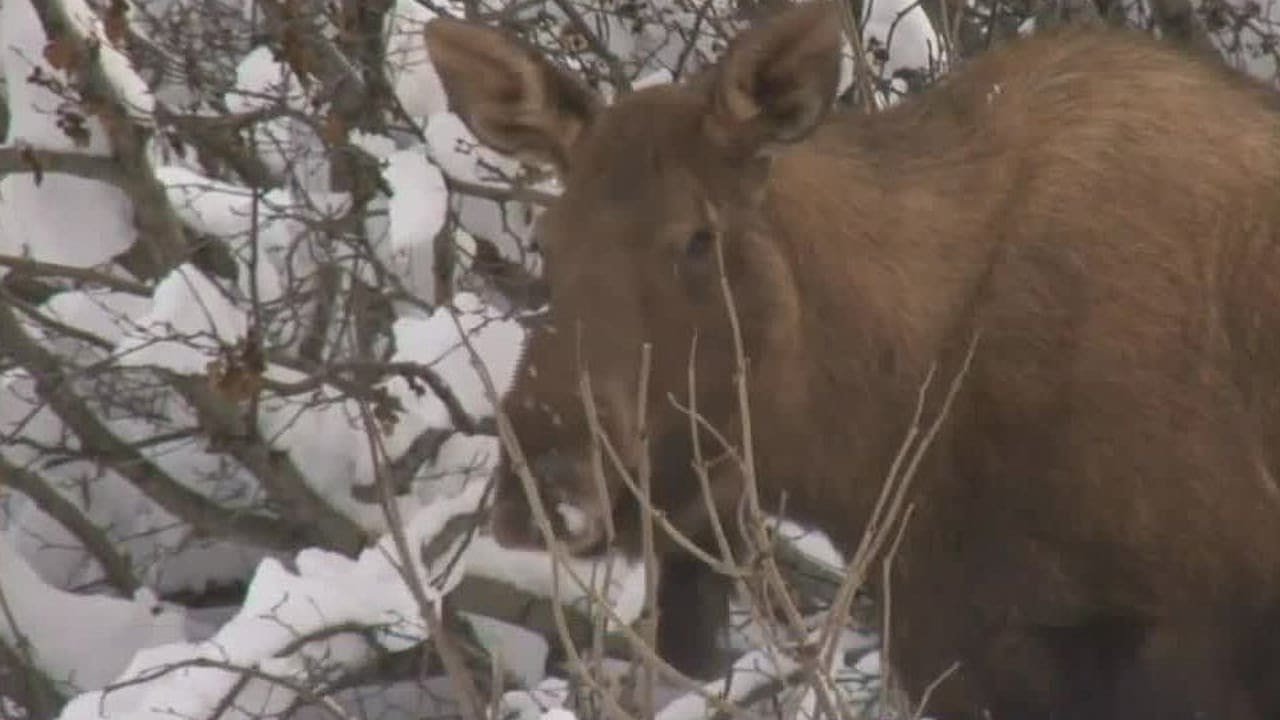 Moose kills man photographing her calves