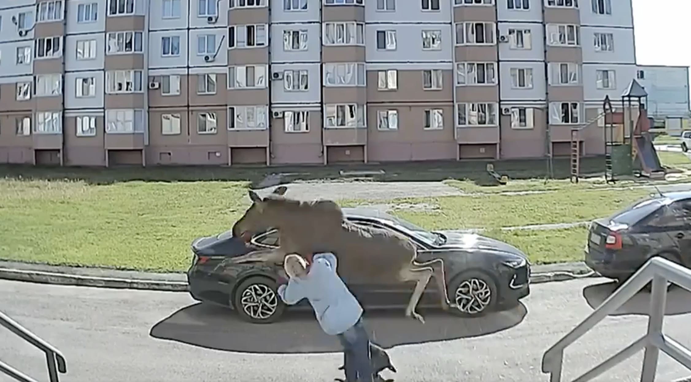 VIDEO: Dog Walker Sent Flying By Charging Moose In Russia - Unofficial  Networks