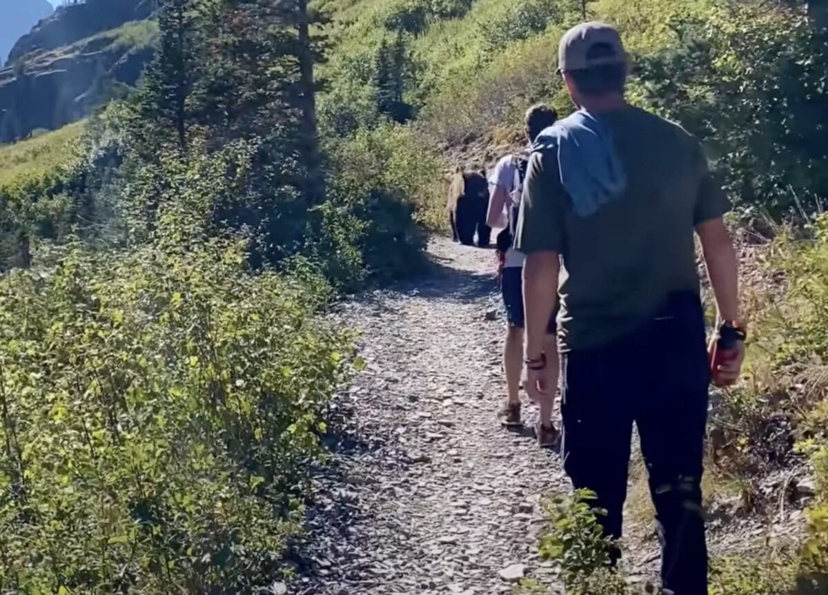 Hikers encounter grizzly bear @ Glacier National Park