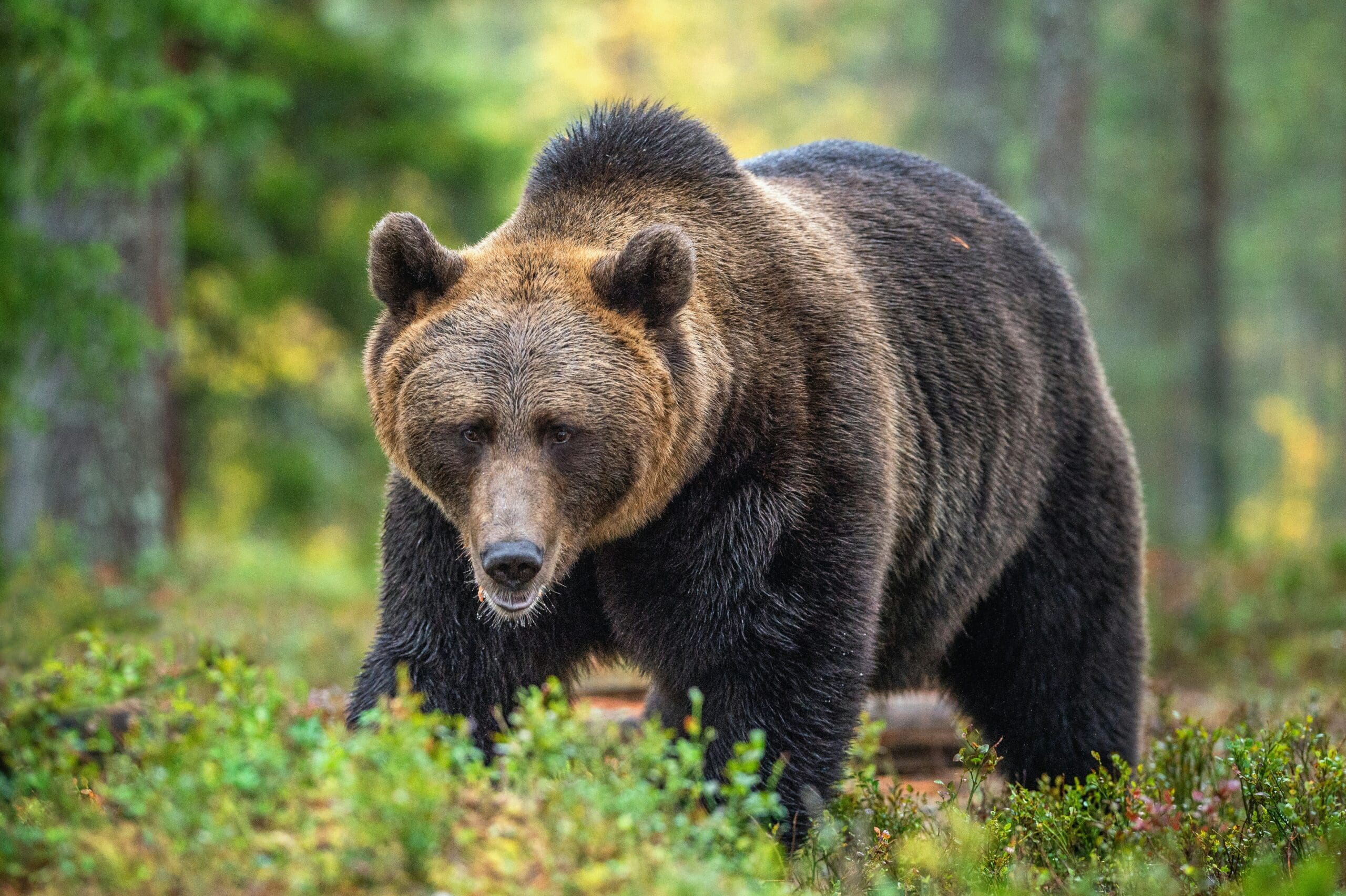 Idaho Man Heroically Defends Girlfriend from Charging Grizzly Bear in ...