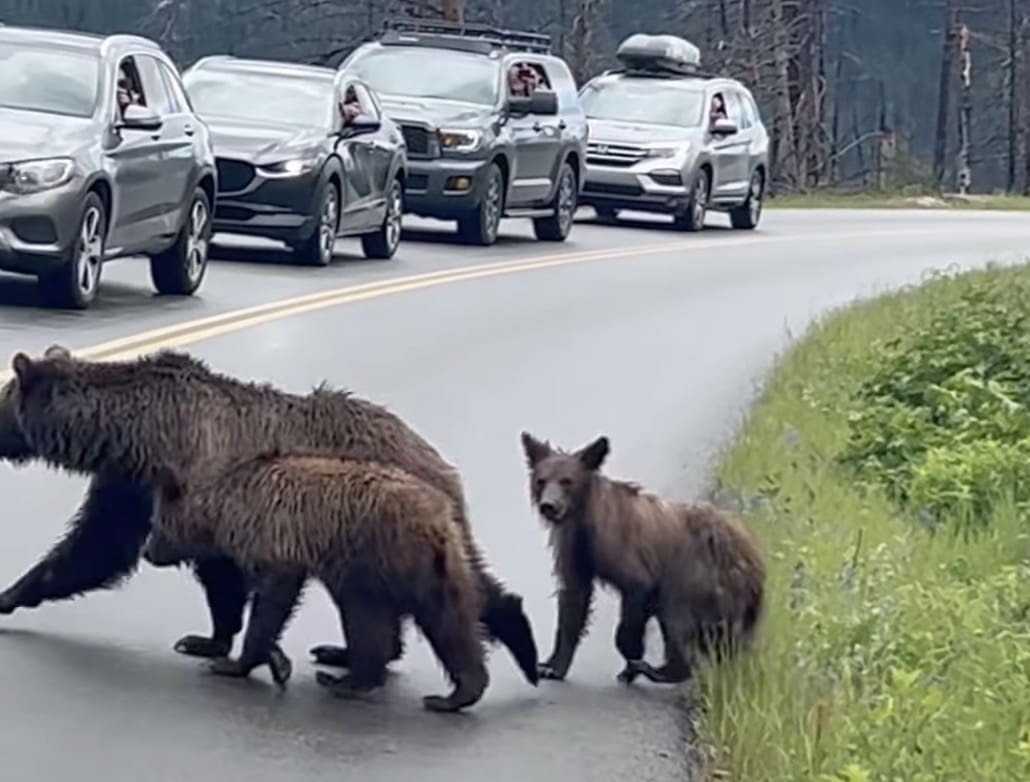 Grizzly with cubs cause backup on Glacier National Park road.