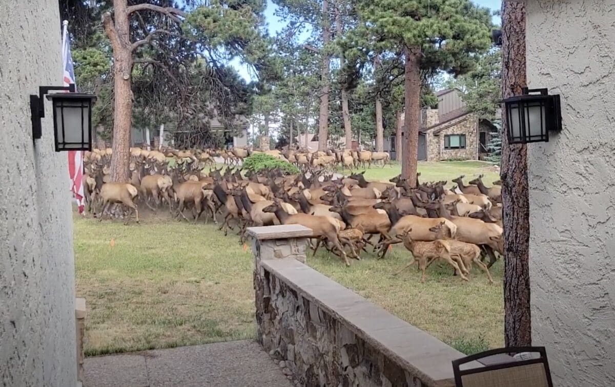 Elk herd runs through Colorado backyard.