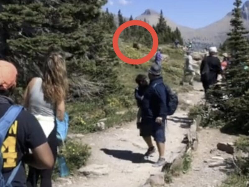 Grizzly chases mountain goat @ Glacier National Park