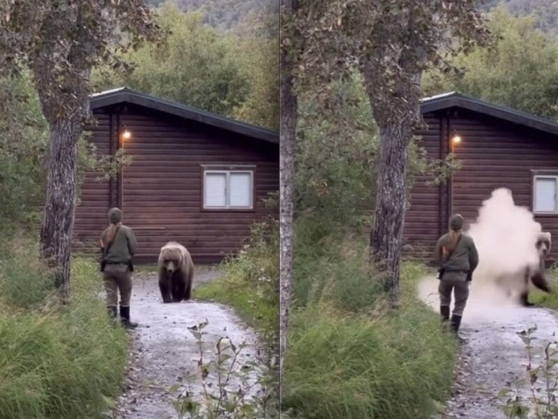 Park ranger sprays grizzly @ Katmai National Park & Preserve