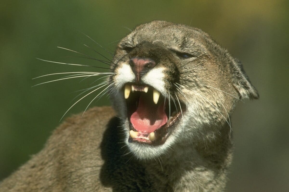 California Department of Fish and Game mountain lion photo