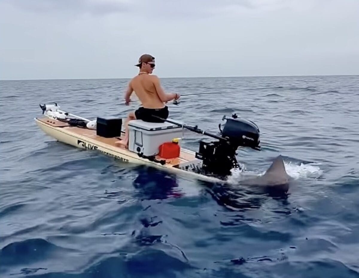 SUP fisherman shark encounter